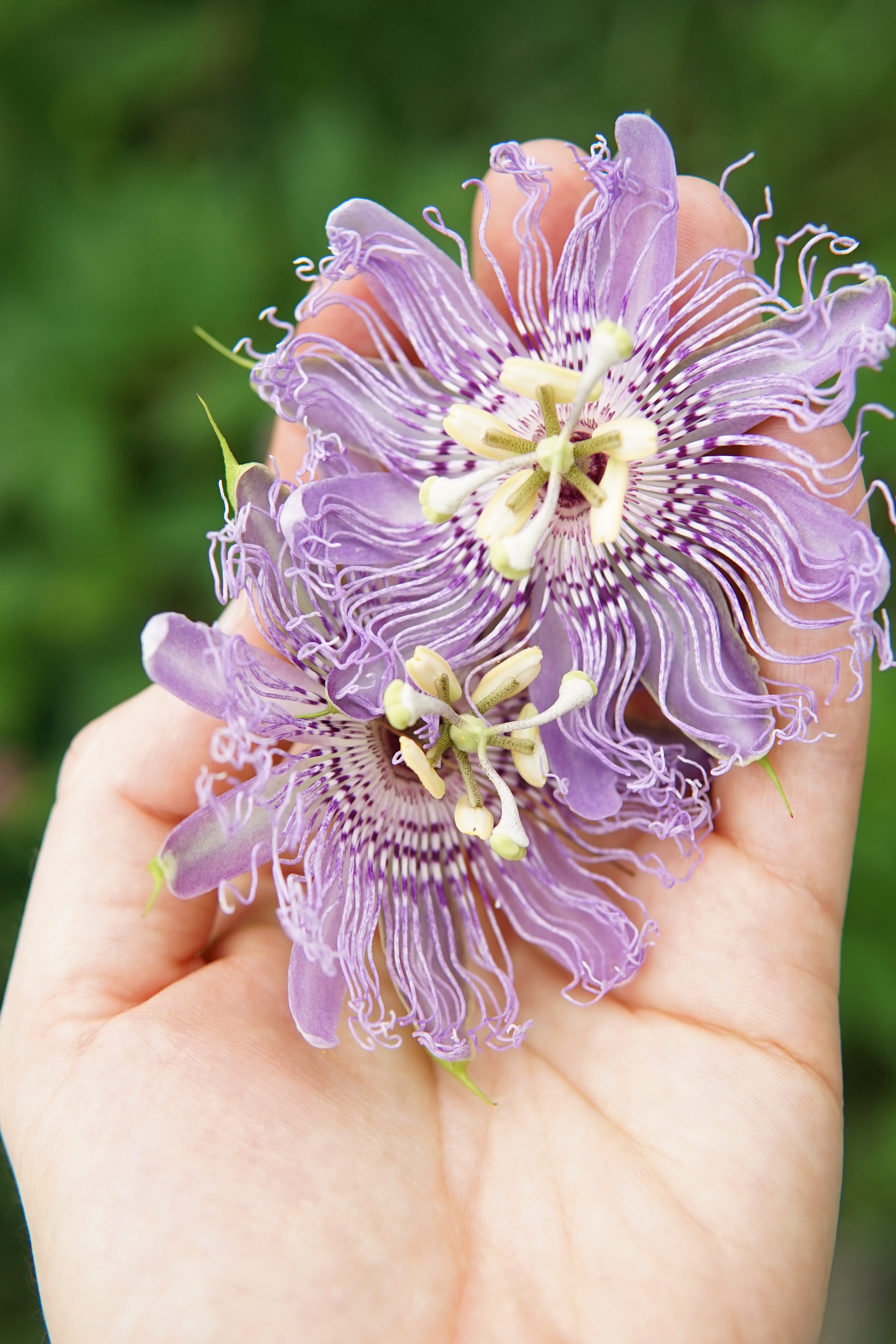 Passionflower harvest