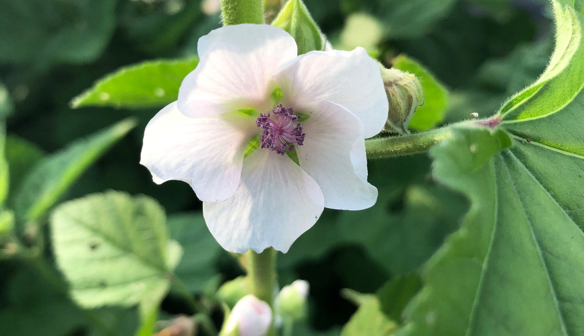 Mallow Root Soothe the Season’s Dryness with Marshmallow Root – Heilbron Herbs