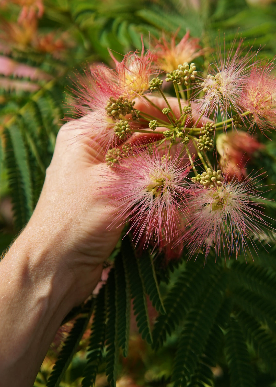 Mimosa (Albizia julibrissin)