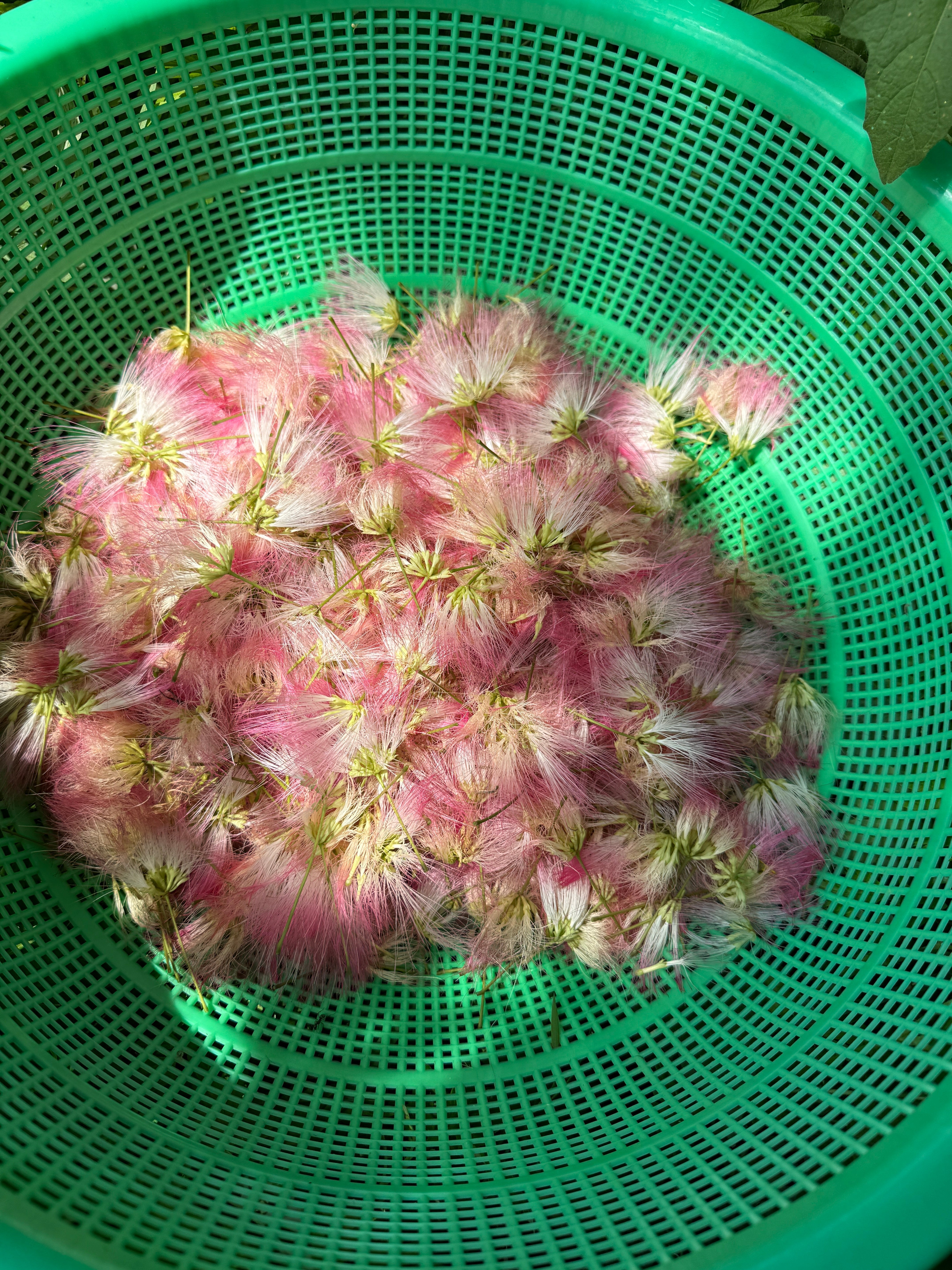 Mimosa flower harvest in a green colander