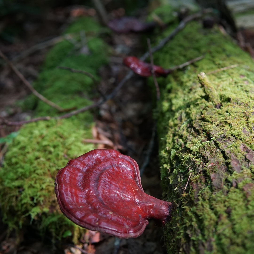Reishi Mushroom Benefits, History, and Ways to Use Our Favorite Fungi