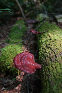 Reishi Mushroom Benefits, History, and Ways to Use Our Favorite Fungi