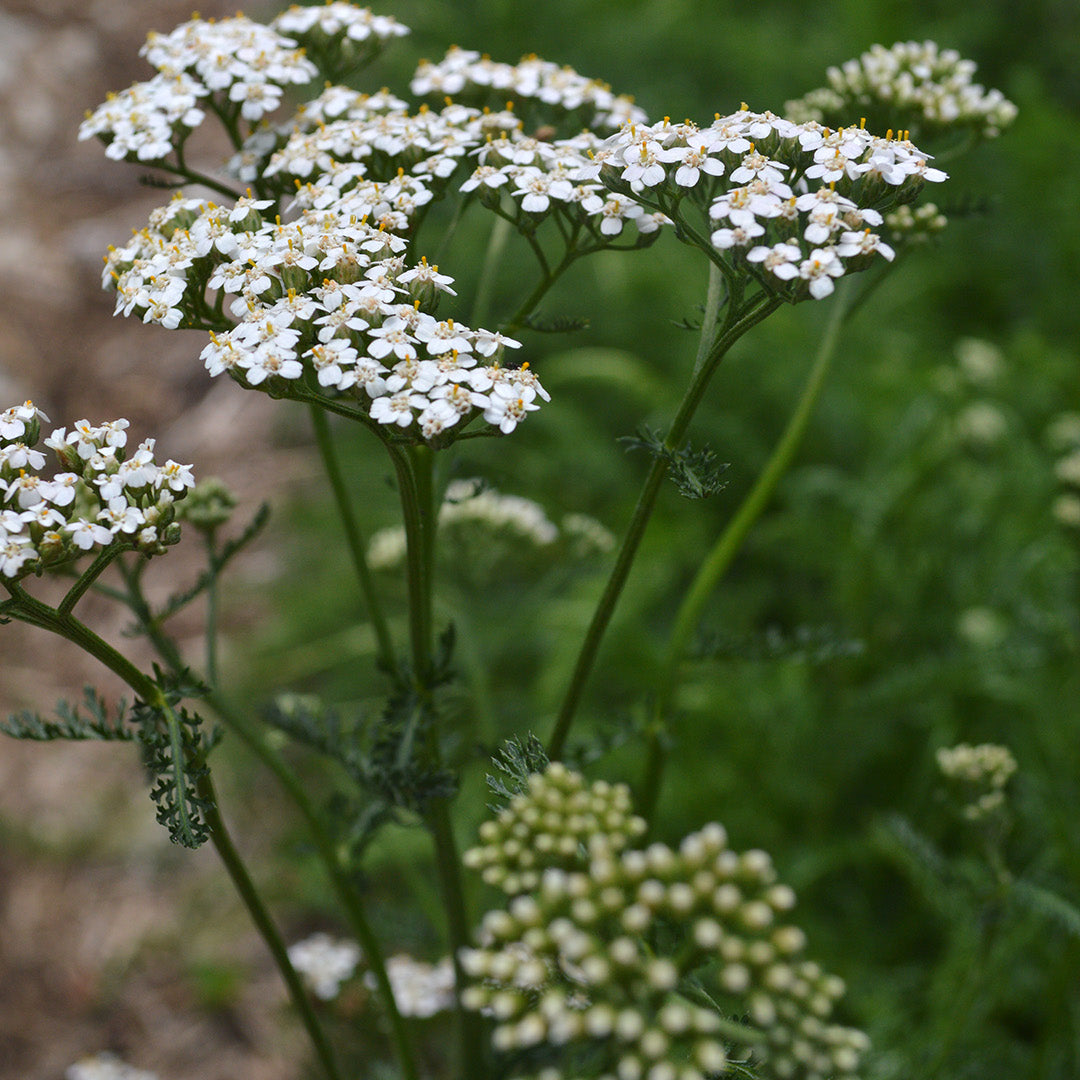 White Yarrow: Skin Benefits and Medicinal Uses