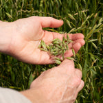 Hand-harvesting vibrant green milky oats at peak potency during the summer harvest