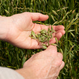 Hand-harvesting vibrant green milky oats at peak potency during the summer harvest