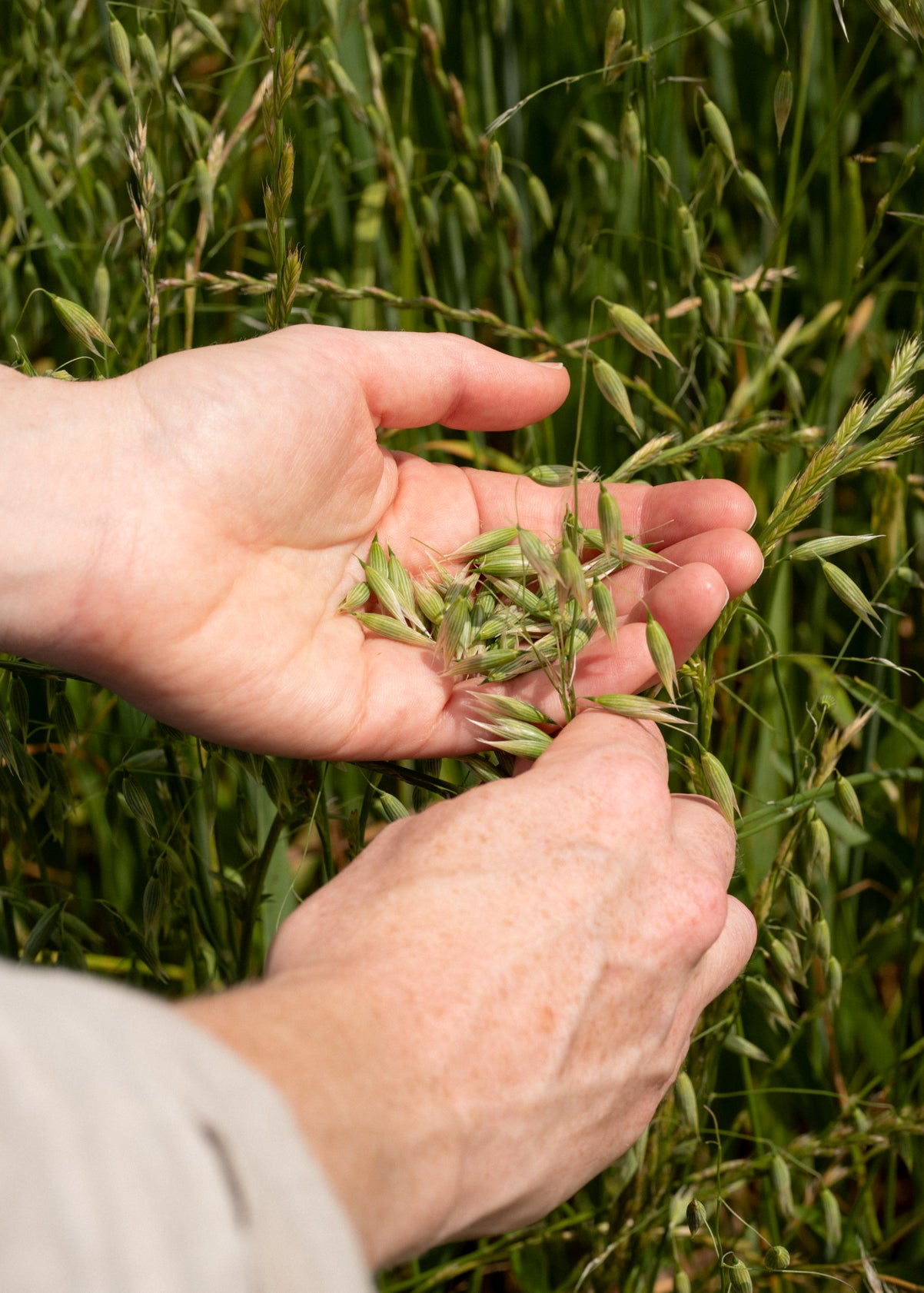 Hand-harvesting vibrant green milky oats at peak potency during the summer harvest