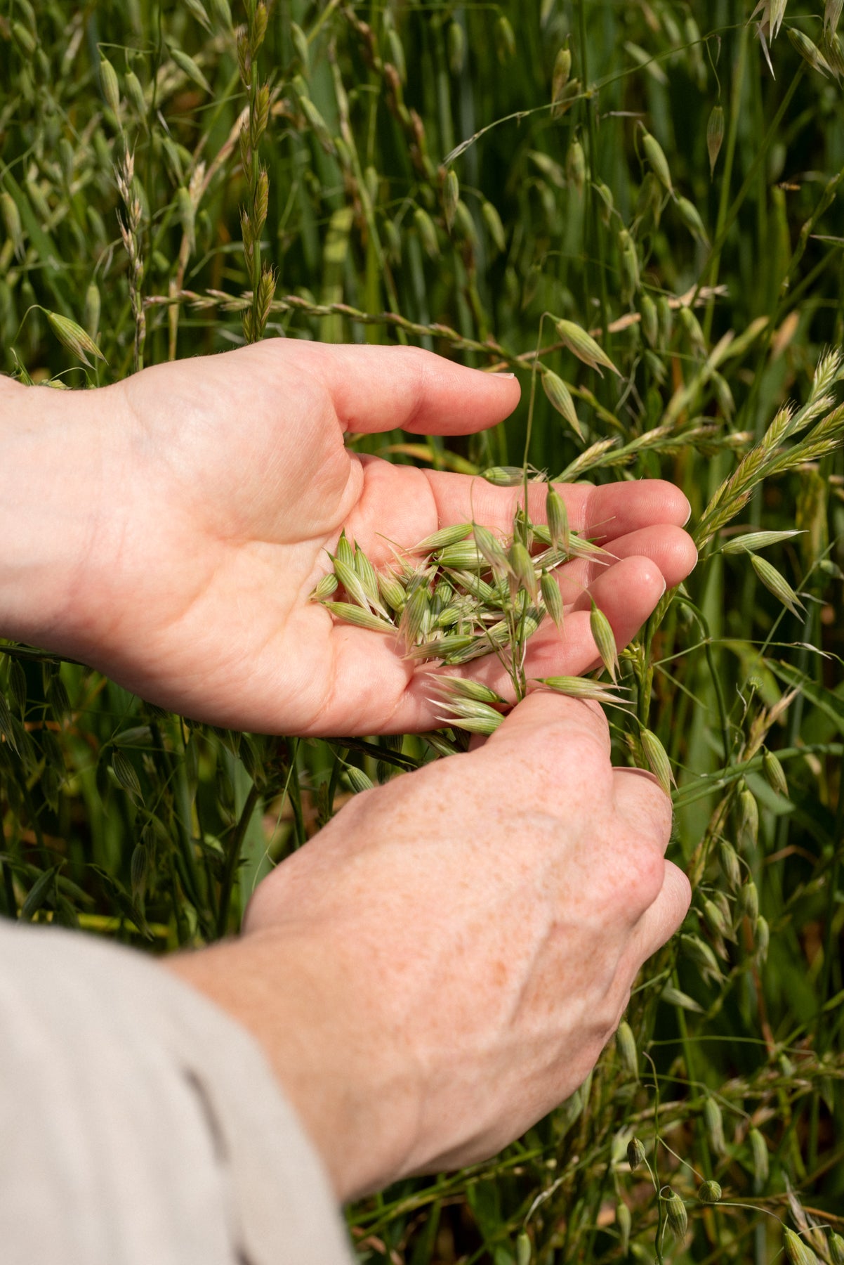 Hand-harvesting vibrant green milky oats at peak potency during the summer harvest
