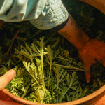 Packing the copper alembic still with rose geranium