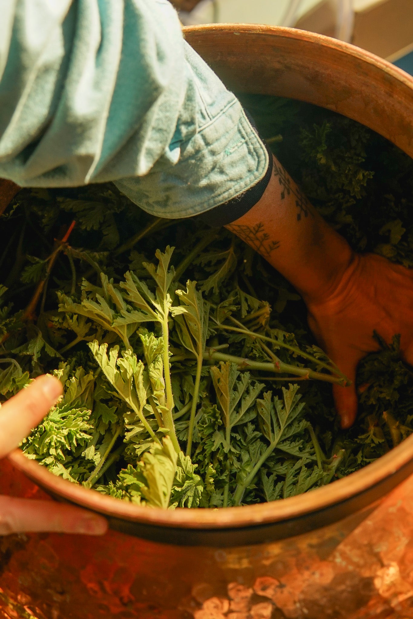 Packing the copper alembic still with rose geranium